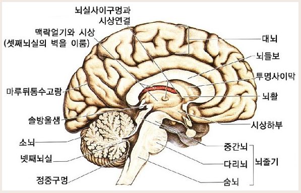 뇌의 용량 : 네이버 블로그