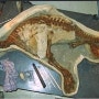 아기공룡 화석이 발견 되어 화제가 되고 있다.