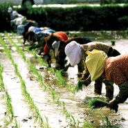 농산물 수출에 힘쓰고 있는 농협의 수출 이야기. 농가소득 UP !