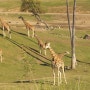 San Diego Safari Zoo 샌디에고 사파리