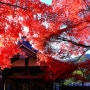 일본 교토의 가을