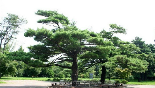 은행나무 암수 구별하는법! : 네이버 블로그 은행나무 암수 구별하는법! : 네이버 블로그