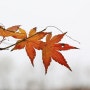 가을의 흔적 (13.11.29 금요일)