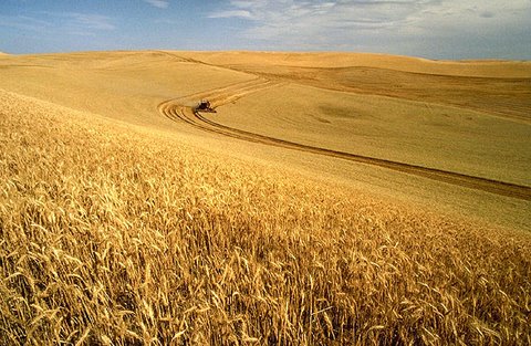 백인들이 먹는 밀: 영어단어 영어로 외우기 & 활용 No.3 wheat : 네이버 블로그