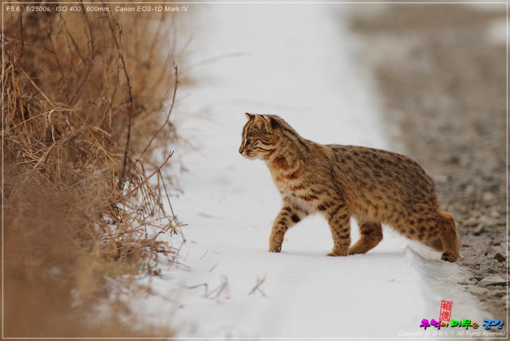 삵(Leopard Cat) : 네이버 블로그