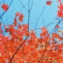 [Yashica FX-D] 지난 가을
