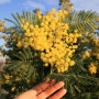 겨울의 태양꽃 미모사 (프랑스 남부)