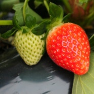 [2013.12.04] 맛있는 딸기가 달렸어요~!