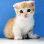 개냥이 먼치킨 고양이/귀여운 고양이 사진 모음