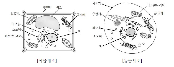 생명과학1에서 배우는 식물세포와 동물세포 차이점 네이버 블로그