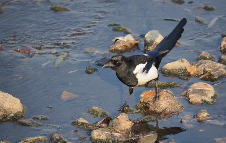 까치[ magpie ] 학명 Pica pica sericea GOULD - 참새목 까마귀과의 새 : 네이버 블로그