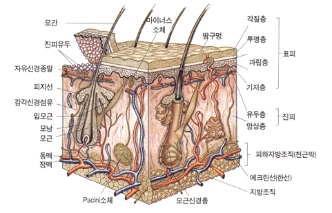 [피부①]피부 표피층, 피부 진피층 : 네이버 블로그