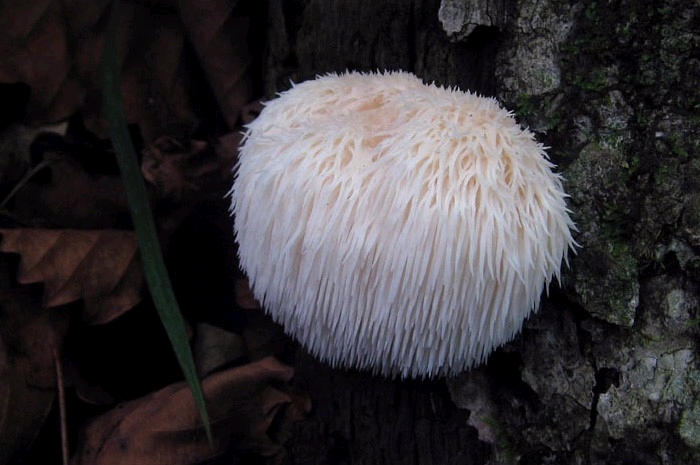 자연산 식용버섯의 종류 사진으로 알아보기! : 네이버 블로그