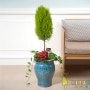 [전국꽃배달서비스,공기정화식물] - 피톤치드 향기좋은 관엽식물 율마