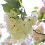 충남 서산 개심사 - 왕벚나무 구경