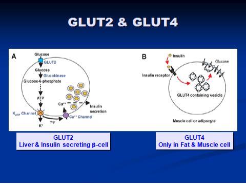당을 인지 및 조절하는 센서 GLUT2 GLUT4 : 네이버 블로그