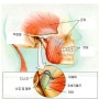 턱관절 장애란?