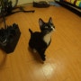 점프하는 고양이들 / 물먹는 고양이 - 블랙뷰스포츠SC500 촬영