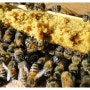 꿀벌들의 겨울채비가 한창이예요!