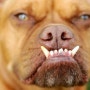 가장못생긴개 TOP 10 世界十大最丑恶的狗