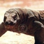 코모도왕도마뱀(Varanus komodoensis ),科莫多巨蜥 # 세계 가장 독성이 강한 동물,世界最大的有毒动物