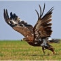 고상 翱翔 # 독수리 올해는 독수리처럼 웅비 [雄飛] 멀리 날아봅시다.