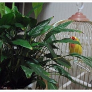 20140102 앵무새 내방 안에서... 모란앵무 골든체리