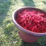 오미자-전통옹기로 오미자원액(오미자청)을 만드는 올담 오미자 농장을 소개 합니다