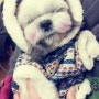 회사의 마스코트 귀여운 강아지사진 :-)