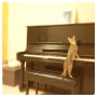 2013년 12월 31일, 고양이 마틸다와 피아노