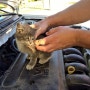 차안에서 고양이를 구했어요