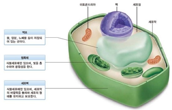 중1 광합성 식물체의 구성 식물세포와 동물세포 네이버 블로그