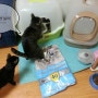새로운 화장실의 출현 ... ㅡㅡ;; 호기심천국 고양이들