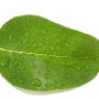 송골송골 물방울이 맺힌 청렴한 잎사귀
