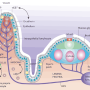 GALT(gut-associated lymphoid tissue)와 위장관 면역계.