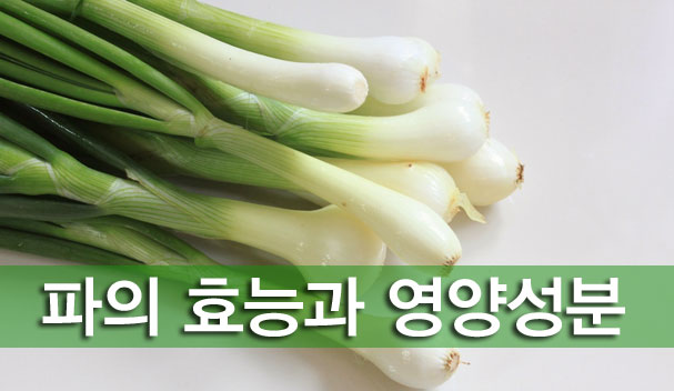 [전문가칼럼]파 효능 : 영양가득 겨울 파 : 네이버 블로그