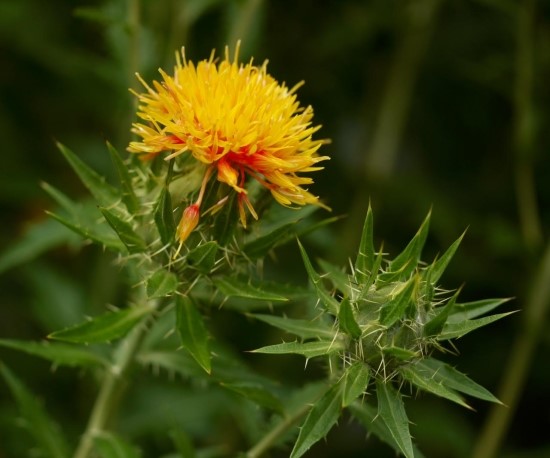 [곰약사닷컴]홍화(紅花)Carthamus tinctorius L./홍화효능/홍화부작용 : 네이버 블로그