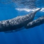 [스킨스쿠버/향유고래(향고래,말향고래)] 향유고래(향고래,말향고래), sperm whale (스노쿨링/스쿠버다이빙/다이빙명소/사진모음)