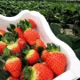 일산 딸기체험 햇살농원
