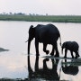 멋진 코끼리 사진 이미지 배경화면 모음 2탄 !!