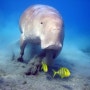 [스킨스쿠버/듀공] 듀공, dugong (스노쿨링/스쿠버다이빙/다이빙명소/사진모음)