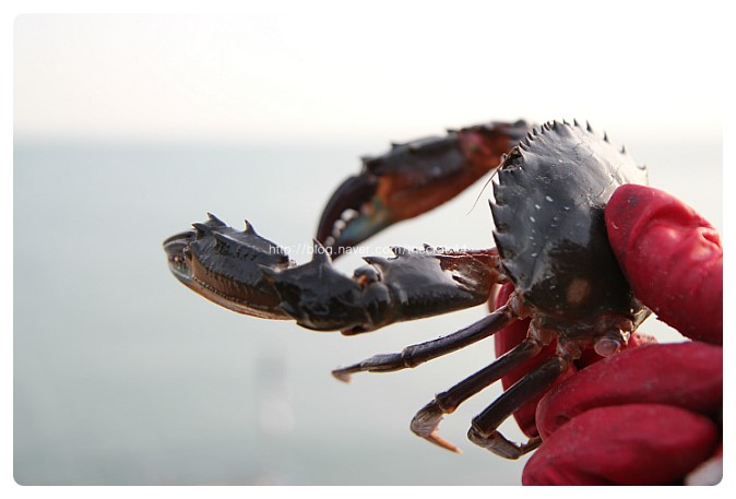 돌게/박하지/냉동돌게/국산돌게/돌게장 돌게/돌게가격/돌게시세/돌게싸게파는곳/돌게주문/돌게택배 by 더꽃게(2월1일) : 네이버 블로그