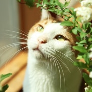 고양이 사진_고양이 감성사진_고양이 야옹쉐쉐는 꽃을 좋아해.
