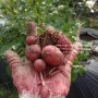 :: 감자 키우기 :: 홍감자 키우기, 컬러감자 키우기, 2013년의 가난한 수확.... 올해는 다른 컬러의 감자에 도전합니다~ㅎㅎ