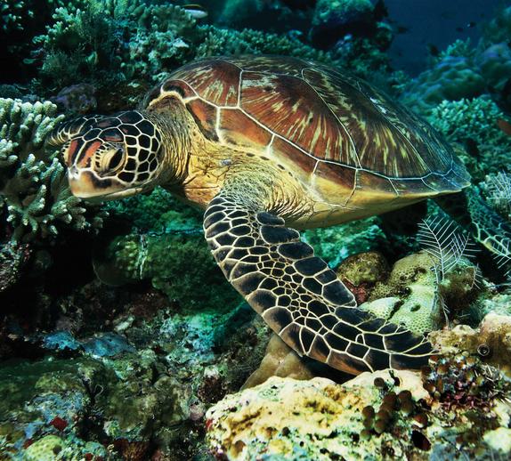 바다거북에 대하여 ;붉은바다거북, 푸른바다거북, Green sea turtle, Loggerhead sea turtle ...