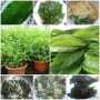 당뇨초(명월초,구명초.삼붕초)효능과 재배방법 ::힐링라이프,멋진인생