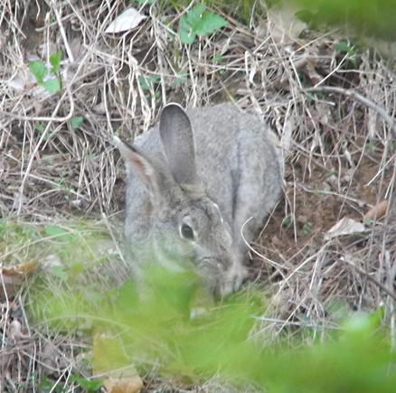 산토끼에 대하여 ;래빗(Rabbit)과 헤어(Hare)의 구분, 한국멧토끼, Lepus coreanus(레푸스 코레아누스 ...
