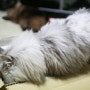 라이카와 마징가도 고양이인가봐요, 고양이는 박스를 좋아해~*