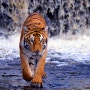 타고난 맹수 멋진 호랑이 사진 이미지 모음 1탄!!