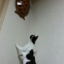 고양이를 미치게 하는 장난감 ㅋㅋㅋ / 캣치 미 이프유캔